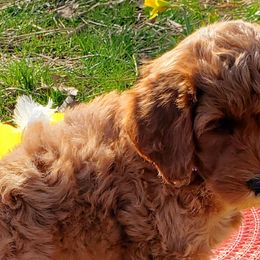 Jasmine - Labradoodle puppy in Statesville, North Carolina from Labradoodles of the Foothills