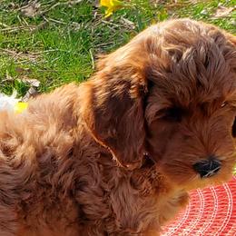 Jasmine - Labradoodle puppy in Statesville, North Carolina from Labradoodles of the Foothills