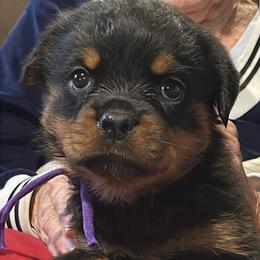 Purple - Black and mahogany female Rottweiler puppy in Burlington, Kentucky from vom Blaurasen Rottweilers