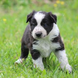 Girl 4 - Seal female Border Collie puppy in Tylertown, Mississippi from Cool Meadow Farms