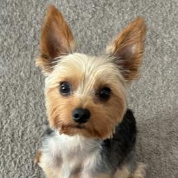 Snoop Dog - Yorkshire Terrier
