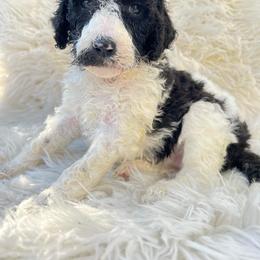 Goldendoodle and Poodle Puppies from Elizabeth Rocha's Doodles