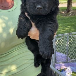 Purple - Black female Newfoundland puppy in Buhl, Idaho from Blue Heart Kennel