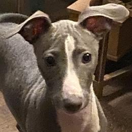 Rider - Green collar boy - Blue fawn male Italian Greyhound puppy in Portland, Oregon from Khani's Basenjis and Italian Greyhounds