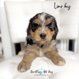 Lime boy - Merle male Bernedoodle puppy in Valdese, North Carolina from Doodling All Day Goldendoodles