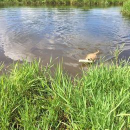 Labrador Retriever Puppies from Harvest Moon Farm