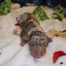 Chocolate dapple girl - Dapple female Dachshund puppy in West Plains, Missouri from Spring Creek Dachshunds