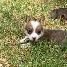 Superman - Sable male Pembroke Welsh Corgi puppy in Millsap, Texas from Punchy Pembroke Ranch