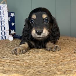 Oakley - Black and cream male Dachshund puppy in Ava, Missouri from Beaver Creek Kennels