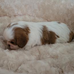 Puppy 1 - Blenheim male Cavalier King Charles Spaniel puppy in Spokane Valley, Washington from Olga's Cavalier King Charles Spaniels