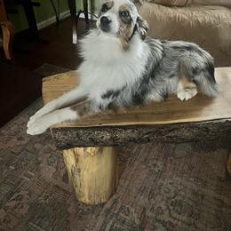 River - Blue merle male Toy Australian Shepherd puppy in Fairview, Tennessee from Hoffman Forest Acres LLC