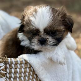 Mr. Orange - Red and white male Shih Tzu puppy in Waco, Texas from Shih Tzus To Love