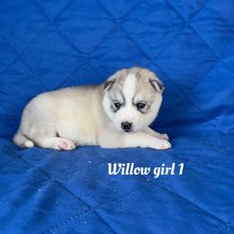 Willow girl 1 - Gray and white female Siberian Husky puppy in Ocala, Florida from Florida Husky Puppies