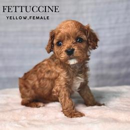 Fettuccine - Red female Cavapoo puppy in Pagosa Springs, Colorado from Selah Mountain Dogs