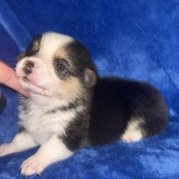 Clover - White and red male Pembroke Welsh Corgi puppy in Godley, Texas from Bradley Kennels