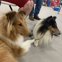 "Xilan and Brother Thunder" Basset Hound and Collie All Grown Up from Collegiate Bassets and Rheign Collies