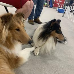 "Xilan and Brother Thunder" Basset Hound and Collie All Grown Up from Collegiate Bassets and Rheign Collies