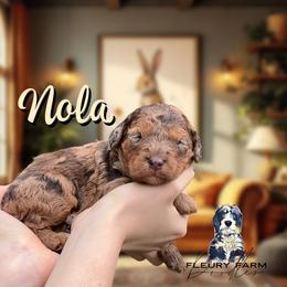 Nola - Merle female Whoodle puppy in Knoxville, Tennessee from Fleury Farm Doodles TN