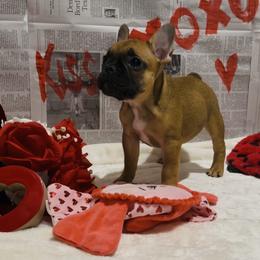 Honey Cold Brew - Fawn and white female French Bulldog puppy in Baytown, Texas from Le Grande Bulldogs