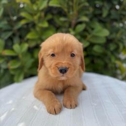 Male 5, Black - Golden male Golden Retriever puppy in Utah from Deseret Peak Goldens