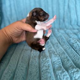 Cash - Sable and white male Shetland Sheepdog puppy in Aberdeen, Idaho from Willow Creek Cresteds