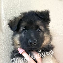 Pink Collar - Black and red female German Shepherd puppy in Linden, Tennessee from Warfenburg