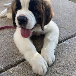 Saint Bernard Puppies from Ostara Kennel