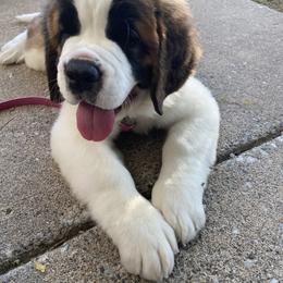 Saint Bernard Puppies from Ostara Kennel