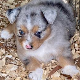 Aurora - Blue merle female Miniature Australian Shepherd puppy in Patterson, North Carolina from DreamLine Aussies