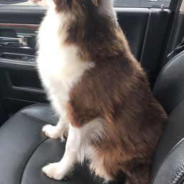 Miniature Australian Shepherds and Toy Australian Shepherds from Sunset View Farms