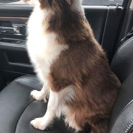 Miniature Australian Shepherds and Toy Australian Shepherds from Sunset View Farms