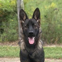 Havoc - German Shepherd