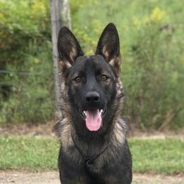 Havoc - German Shepherd