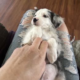 Possum - Merle male Goldendoodle puppy in Waynesboro, Virginia from Forest Creek Kennel