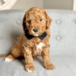 Arrow - Red  male Goldendoodle puppy in Queen Creek, Arizona from Goldendoodle AZ