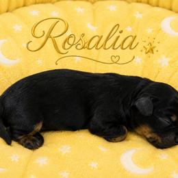 Rosalia - Black and tan female Cavalier King Charles Spaniel puppy in Kewaskum, Wisconsin from Moon Dream Cavaliers