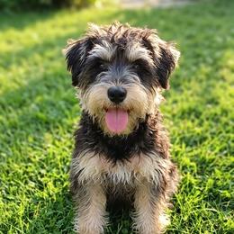 Lily - Miniature Schnauzer