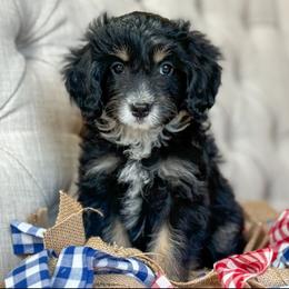 Friday❤️ - Black tri-color female Aussiedoodle puppy in Granbury, Texas from Triple Cross Doodles