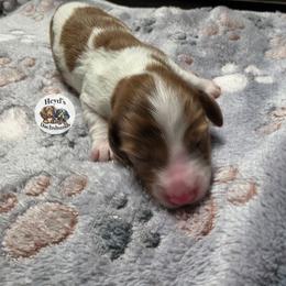 Journey - Dapple female Dachshund puppy in Hoquiam, Washington from Heyd's Mini Dachshunds