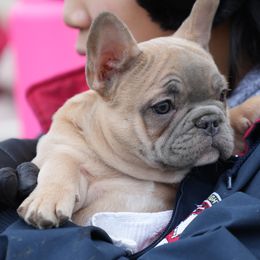 French Bulldog and Labrador Retriever Puppies from 888 Frenchies