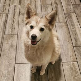 Shadow - Merle male Pomsky puppy in West Sacramento, California from Northern Cali Pomskies