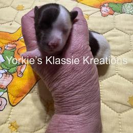 ELSEIGH - Parti female Yorkshire Terrier puppy in Dierks, Arkansas from Yorkie’s Klassie Kreations