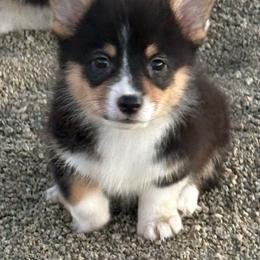 Cheyenne - Black and tan female Pembroke Welsh Corgi puppy in White City, Oregon from Ok Puppy Korral