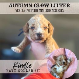 KINDLE - Red  female Goldendoodle puppy in Watertown, New York from True Friend Doodles