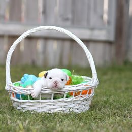 Bulldog Puppies from Simpkins' Southern Bulldogs