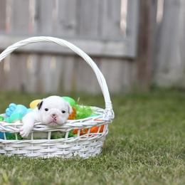 Bulldog Puppies from Simpkins' Southern Bulldogs