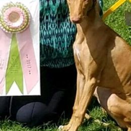 Pharaoh Hounds from Th'Reasn Pharaoh Hounds