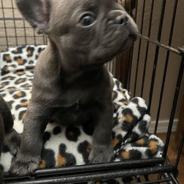 French Bulldog Puppies from Mountain Frenchies 915