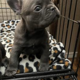 French Bulldog Puppies from Mountain Frenchies 915