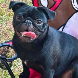 Kimmy - Pug